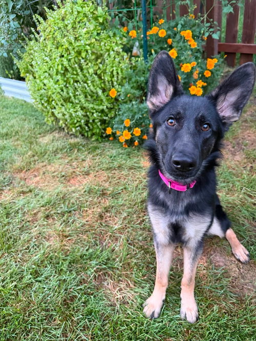 Photo 2 of Nala * PENDING