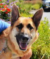 Bruno *Miracle Dog # 558*