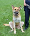 Bruno *Miracle Dog # 558*