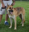Bruno *Miracle Dog # 558*