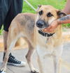 Bruno *Miracle Dog # 558*