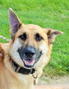 Bruno *Miracle Dog # 558*