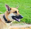 Bruno *Miracle Dog # 558*