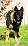 Duke
