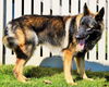 Duke