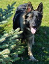 Duke