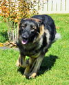 Duke