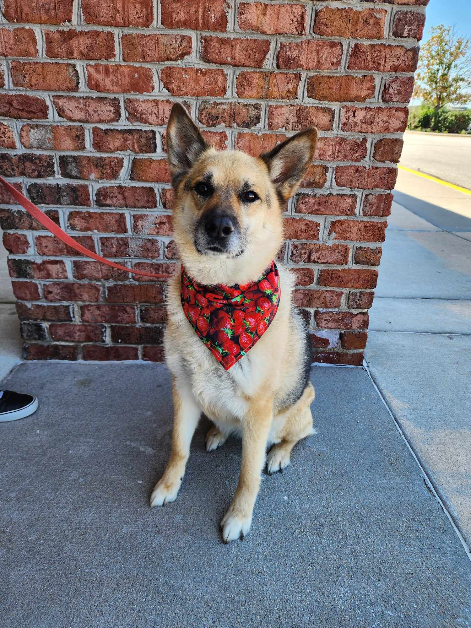 adoptable Dog in Gretna, NE named Kaiya