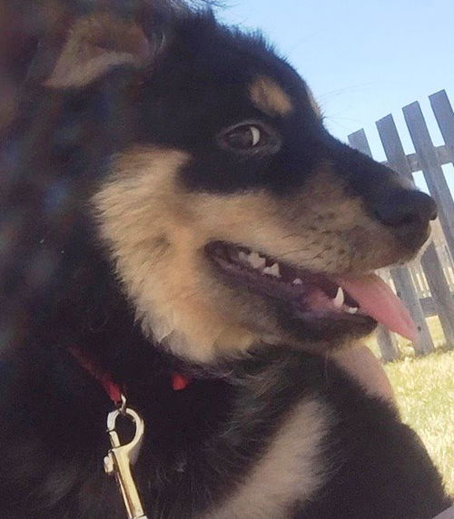 Bordeaux (Ireyna's Puppy)