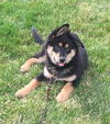 Bordeaux (Ireyna's Puppy)