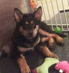 Bordeaux (Ireyna's Puppy)