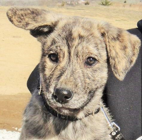 Brin *Kiah's Puppy*. New name: Ella