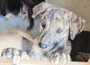 Brin *Kiah's Puppy*. New name: Ella