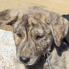 Brin *Kiah's Puppy*. New name: Ella