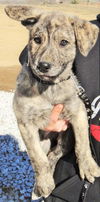 Brin *Kiah's Puppy*. New name: Ella