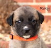 Roxy (Ransom's Puppy)