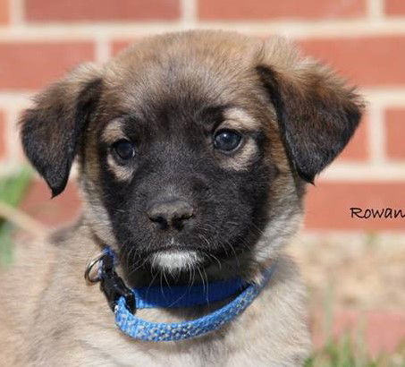 Rowan (Ransom's Puppy)