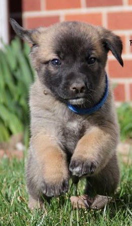 Ryder (Ransom's Puppy)