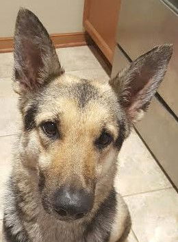 New beginnings german shepherd hot sale rescue