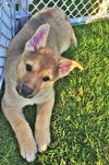 Cypress (Silva's Puppy)