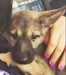 Zelkova (Silva's Puppy). New name: Charlie