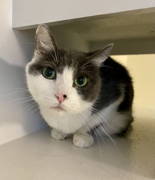 picture of the cat needing adoption