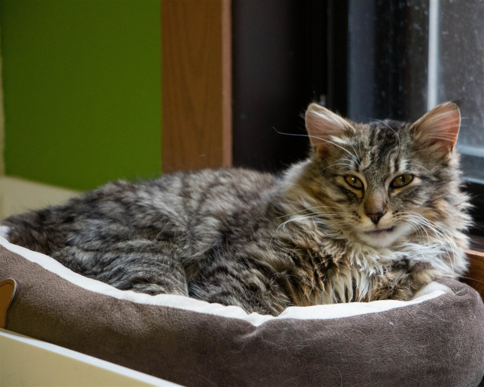 adoptable Cat in Fargo, ND named Rhombus Guy