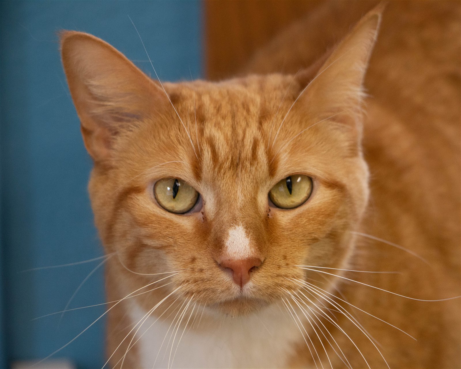 adoptable Cat in Fargo, ND named Miracle