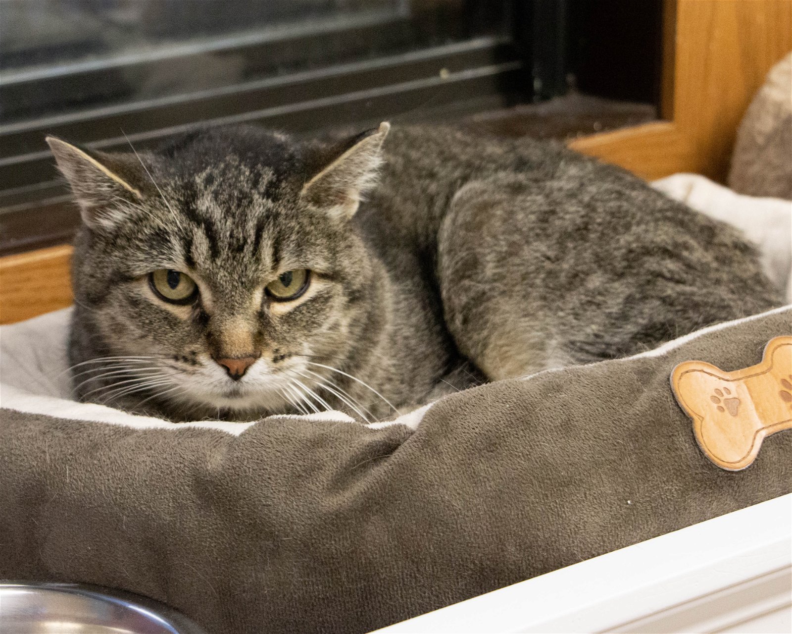adoptable Cat in Fargo, ND named Indi