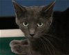 adoptable Cat in fargo, ND named Cinder