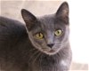 adoptable Cat in fargo, ND named Carissa