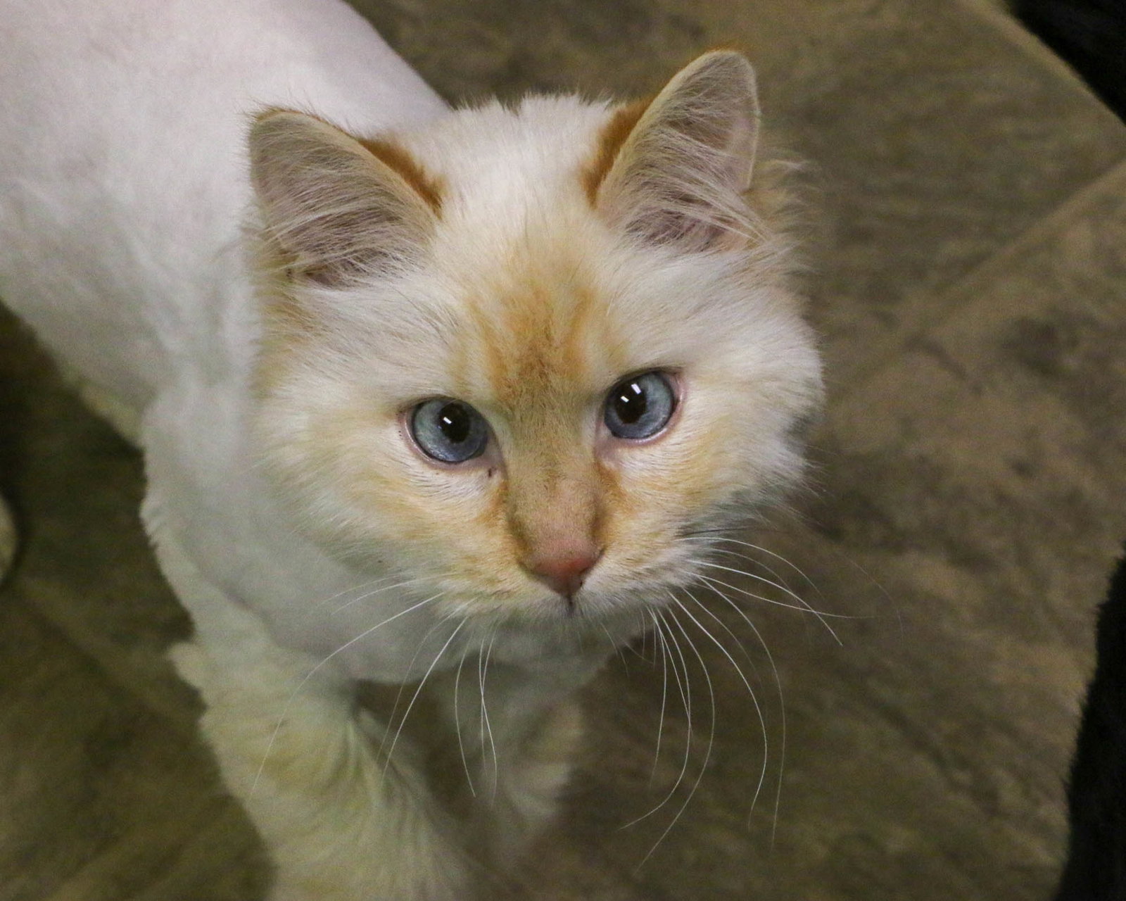 Cats for Adoption in Detroit Lakes, Minnesota Alpha Paw