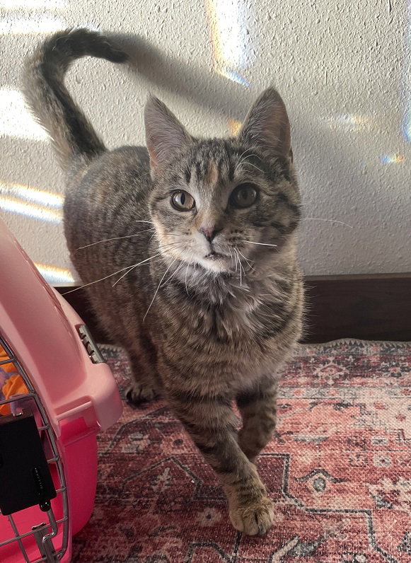 Cats for Adoption in Wahpeton, North Dakota Alpha Paw