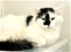 adoptable Cat in fargo, ND named Moonie