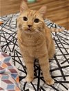 adoptable Cat in fargo, ND named Otto