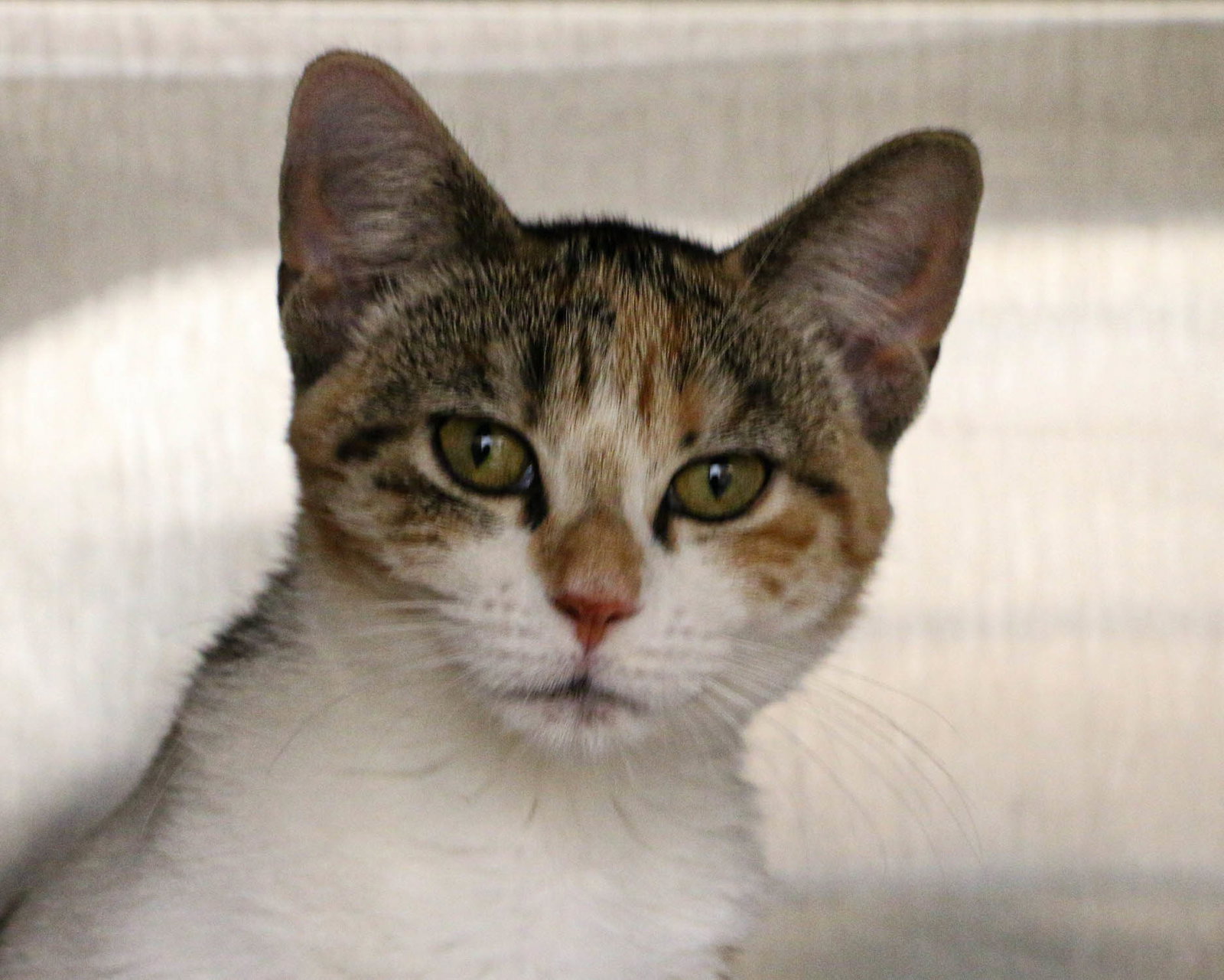 Cat adoption in Fargo, ND 58103 Domestic Short Hair (short coat) Cat