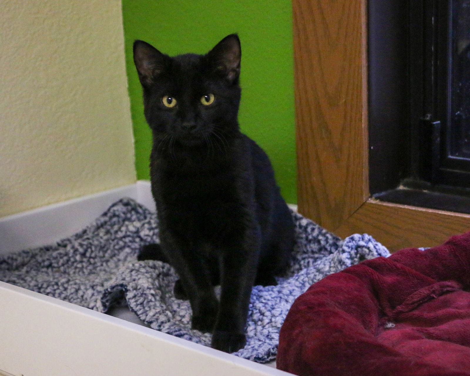 Cat adoption in Fargo, ND 58103: Domestic Short Hair (short coat) Cat ...