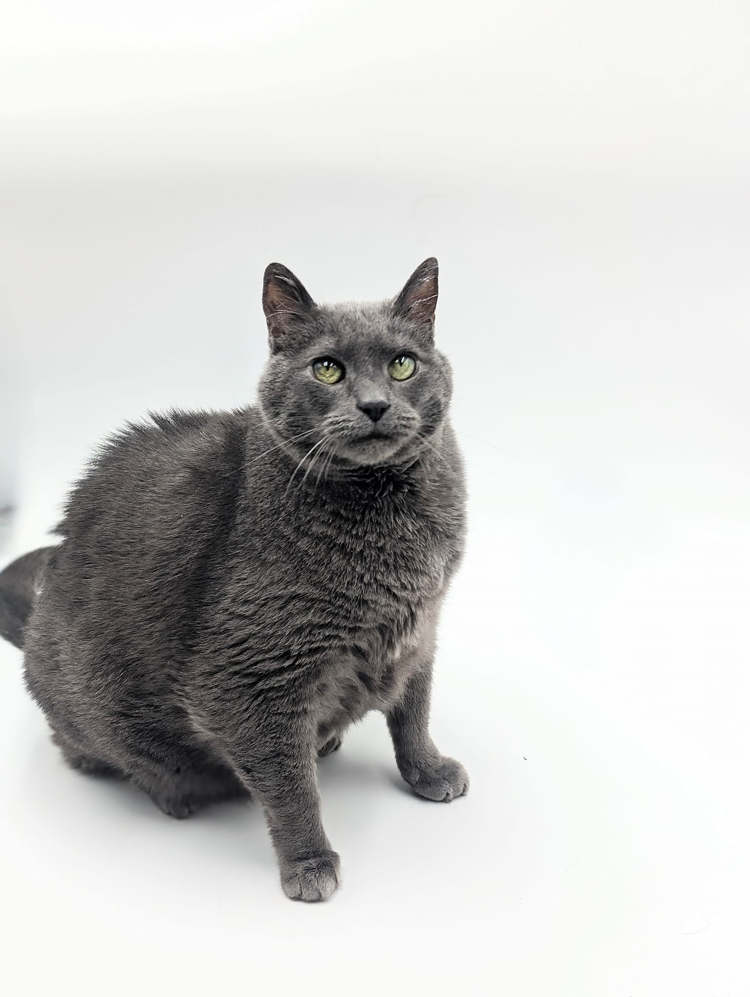 adoptable Cat in Fargo, ND named Hurley