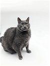 adoptable Cat in , ND named Hurley