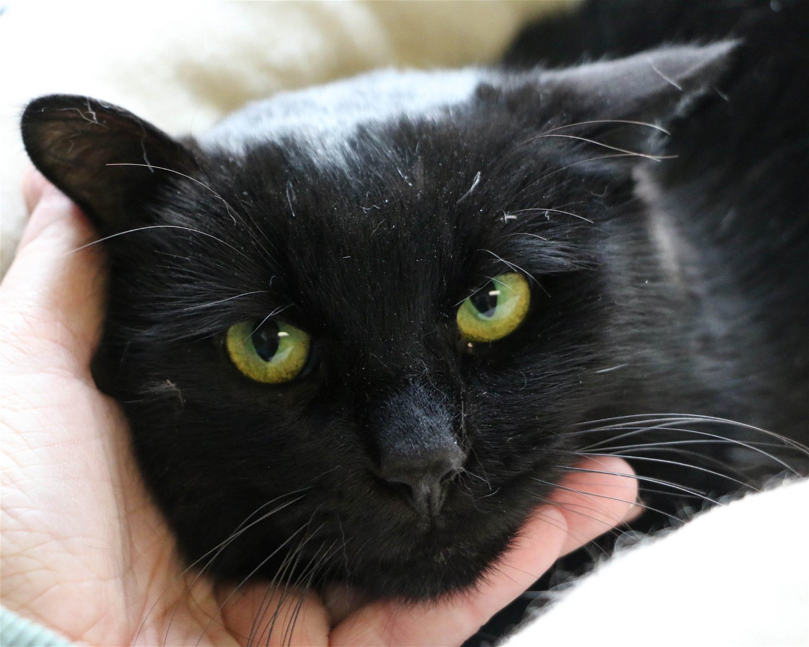 adoptable Cat in Fargo, ND named Oreo