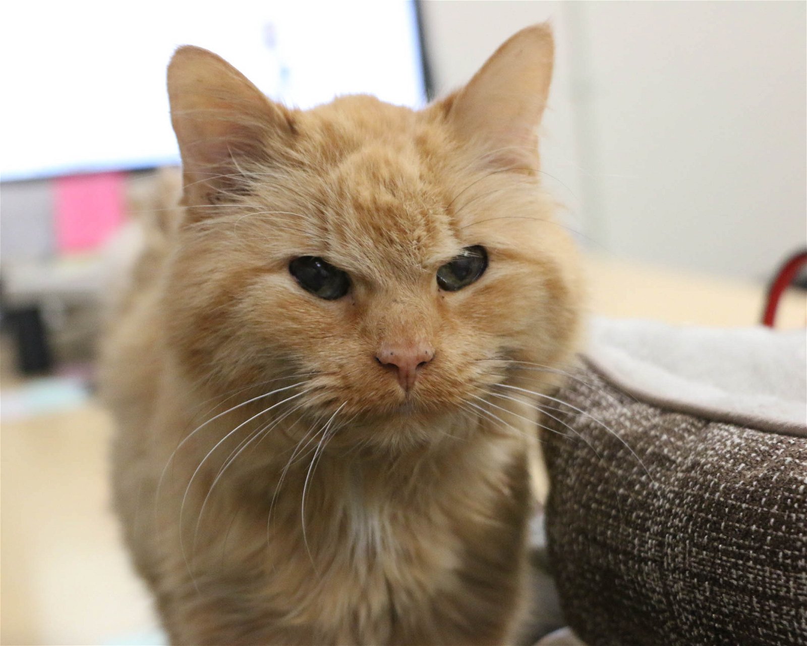 adoptable Cat in Fargo, ND named Oscar