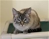 adoptable Cat in fargo, ND named Ashley