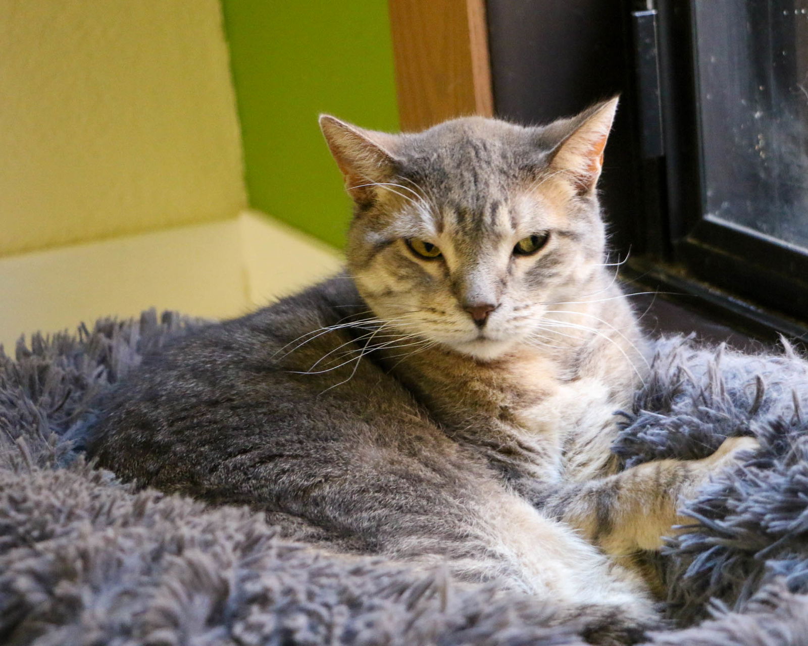 adoptable Cat in Fargo, ND named Susanna