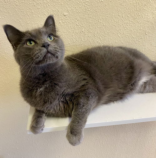 picture of the cat needing adoption