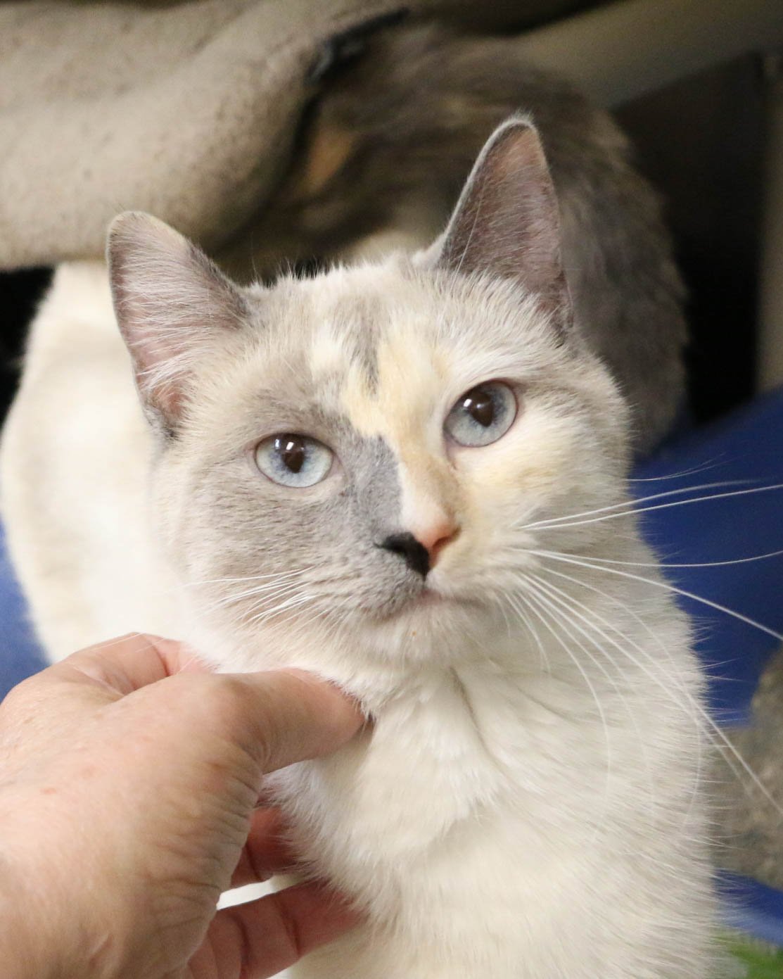 adoptable Cat in Fargo, ND named Camilla