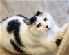 adoptable Cat in , ND named Cooper