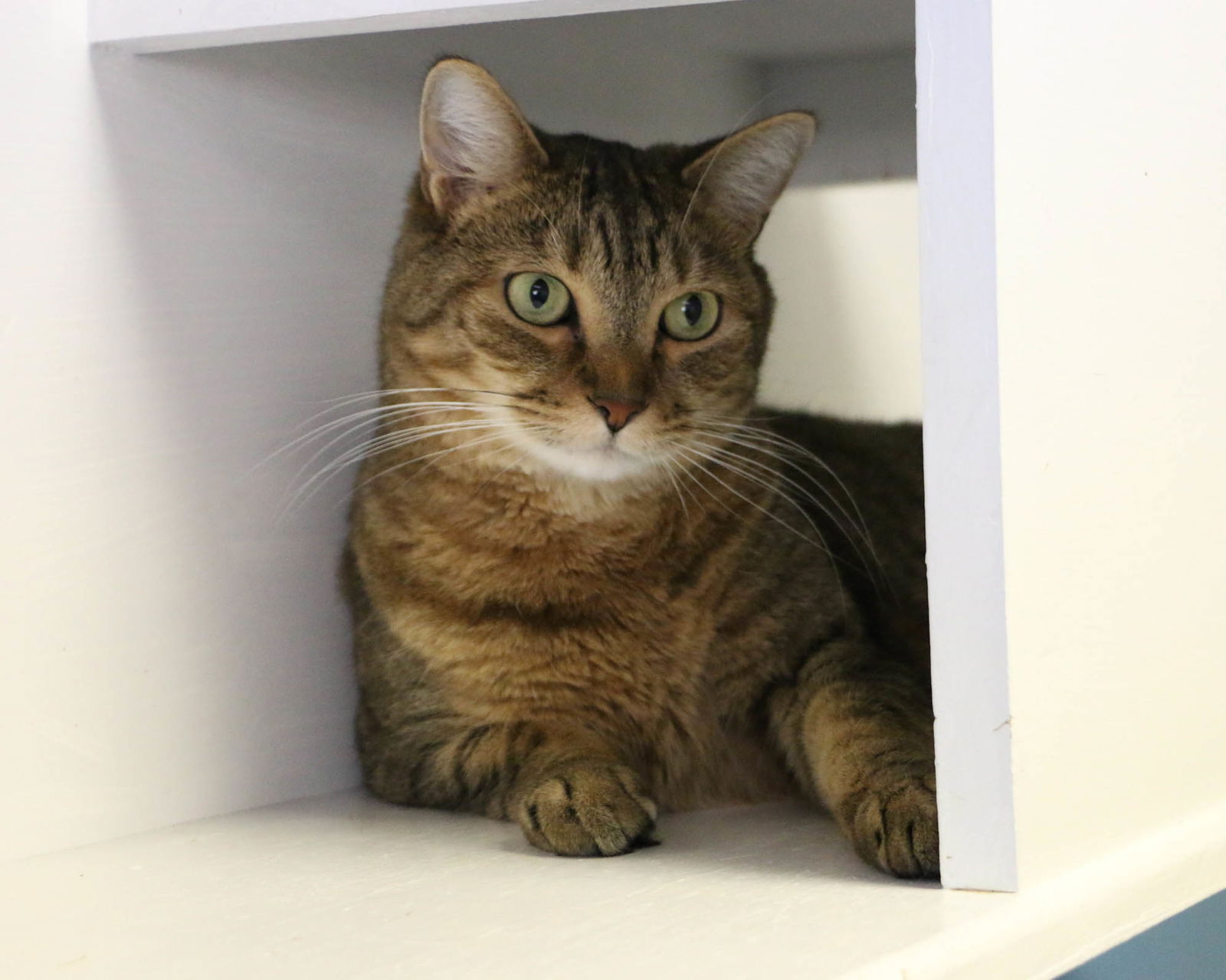 adoptable Cat in Fargo, ND named Nugget 9