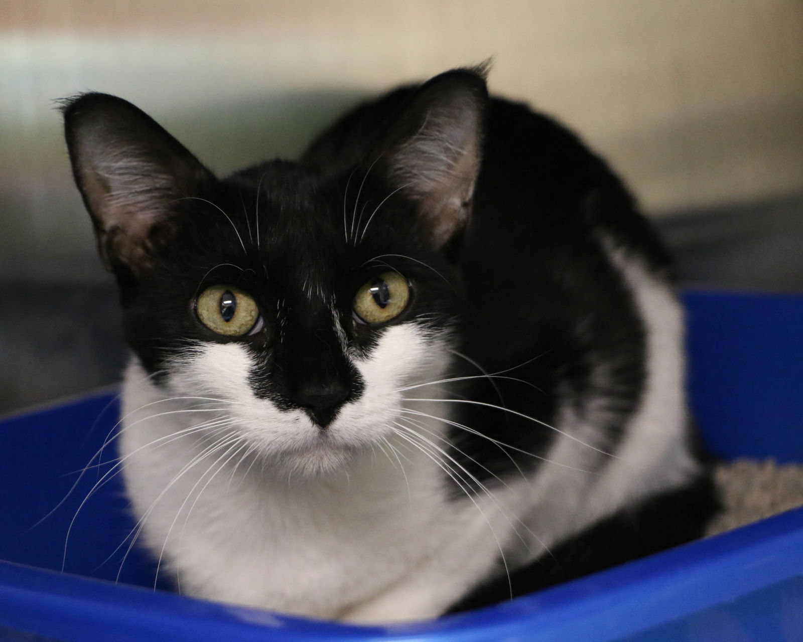 adoptable Cat in Fargo, ND named Arini