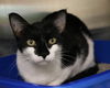 adoptable Cat in , ND named Arini