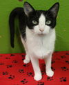 adoptable Cat in , ND named Isadora